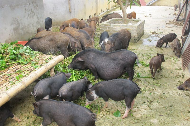 Tìm hiểu cách xây dựng chuồng trại cho lợn mán